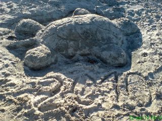 A homok teknős