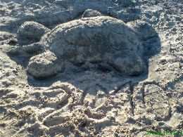 A homok teknős